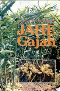 Image of Jahe gajah